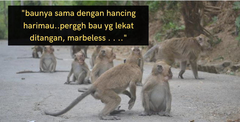 Habis Berselerak Satu Bilik Sebab Monyet Masuk - Kencing Harimau & Bahan-Bahan Ini Bikin Monyet 'Cuak'