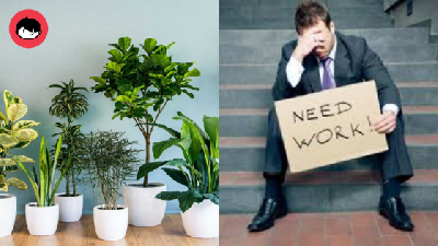 Susah Dapat Kerja? Sabar! 5 Tanaman Ini Mampu Mengurang Tekanan Pada Diri Anda