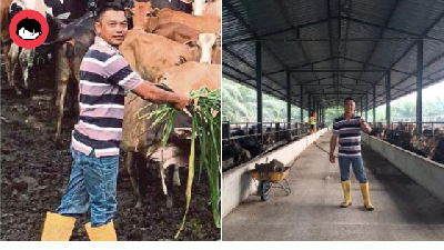 Kini Jadi Jutawan Lembu Di Usia Muda, Biarpun Belajar Sampai Darjah 6