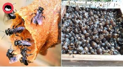 Madu Kelulut Sumber Vitamin C Semulajadi Terbaik Cegah Penyakit