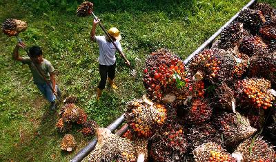 Peluang Anak Tempatan Rebut 40,000 Kerja Dalam Sektor Ladang Sawit