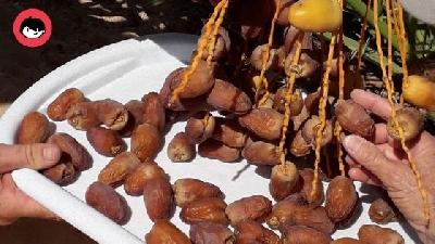 Saintis Israel Tanam Kurma Daripada Baka Buah Berusia 2,000 tahun