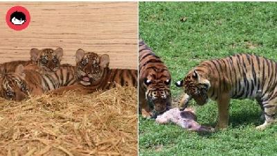 Tiga Anak Harimau Belang Yang Lahir Di Zoo Taiping Kini Berusia Setahun