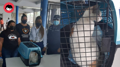 Pelik Tapi Benar, Kucing Ditahan Kerana Disyaki ‘Seludup’ Dadah Ke Dalam Penjara