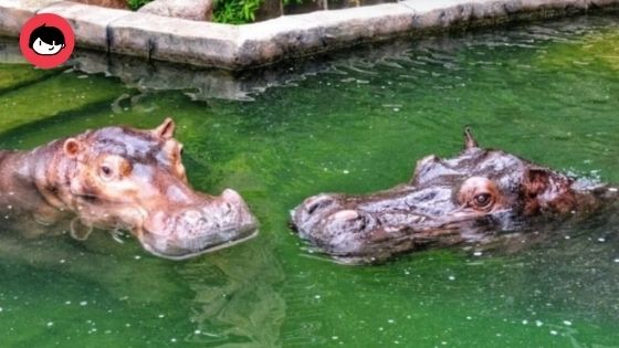 Kalau Dah Jodoh. Pasangan Badak Air Dikahwinkan Ikut Majlis Kenduri Melayu