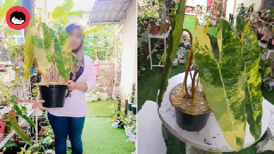 Wanita Ini Raih RM50K, Hasil Jual Pokok & Dakwa Untung Daripada Beli Emas, Tengok Netizen Komen!