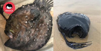 Spesis Ikan ‘Rare’ Dari 2KM Dasar Laut Ditemui Di Pesisir Pantai. Lagi Dalam Dari Tinggi Burj Khalifa!