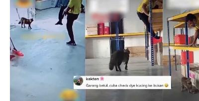 Lawak Wei, Meow Ni Gengster Habis, Melopat Lompat Abang tu
