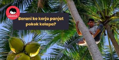 Remaja raih pendapatan RM2,000 sebulan dengan memanjat pokok kelapa