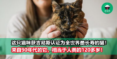 这只猫咪获吉尼斯认证为【全球最长寿的猫】！相当于人类的120多岁！