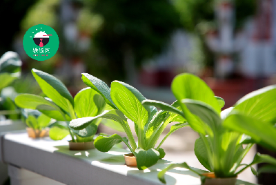 Career Overview of the Agriculture Industry: Nurturing Opportunities in a Growing Field