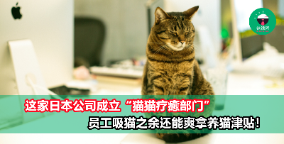 边工作边吸猫有多爽？这家日本公司成立“猫猫疗癒部门”，员工吸猫之余还能爽拿RM165养猫津贴！