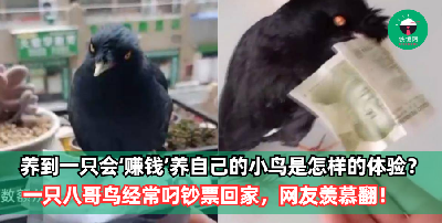 养到一只会‘赚钱’养自己的小鸟是一种怎样的体验？一只八哥鸟经常叼钞票回家，网友羡慕翻：给我也来一只！