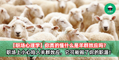 为什么说职场上的羊群效应很危险？你中招了吗？