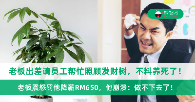 老板出差几个月请员工帮忙照顾发财树，不料还是养死了！老板震怒罚他降薪RM650，他崩溃：做不下去了！