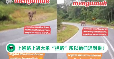 大象生气不让路！他们被一群大象耽误上班时间，网笑：最合理的迟到理由
